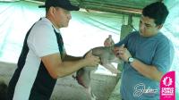 Actividades de diagnóstico, tratamiento para salvaguardar la salud animal