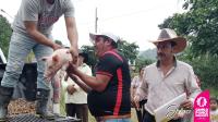 Lechones fueron entregados a familias ponceñas.